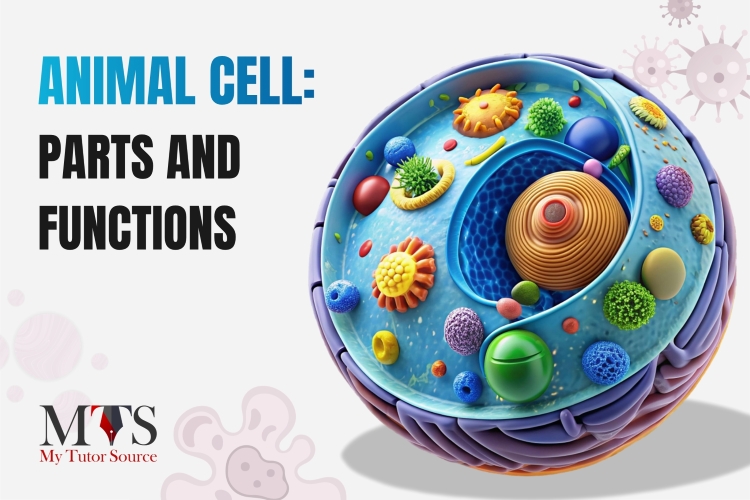 Animal Cell: Learn All About Its Parts and Functions